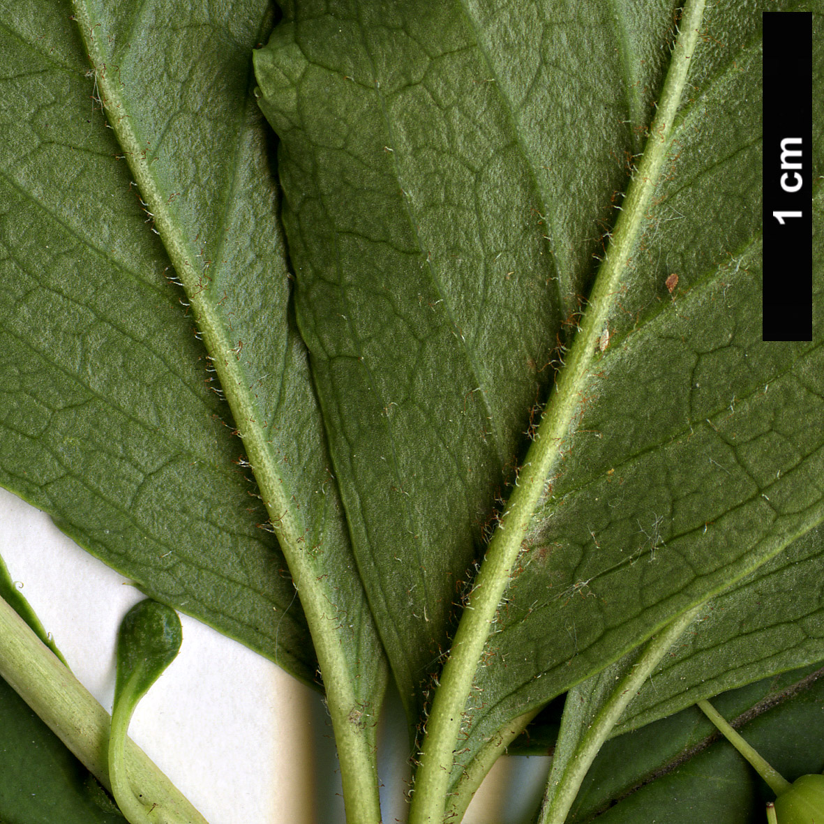 High resolution image: Family: Ericaceae - Genus: Enkianthus - Taxon: cernuus - SpeciesSub: f. rubens